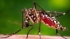 Zika est le résultat de l'abandon des politiques anti-moustiques dans les années 1970