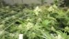 Entrepreneurs Cash In on Colorado's Legal Pot Crop