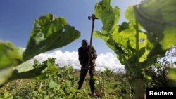 FILE - A farmer works in his field at the Kondo farm in Eldoret 400km (248 miles) west of the capital Nairobi, Kenya, April 27, 2010. 