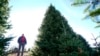 White House's Christmas tree is symbol of resilience for hurricane-hit North Carolina farms