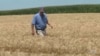 Američki farmeri - žrtva trgovinskog rata SAD i Kine 