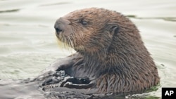 FILE - A sea otter is seen in the estuarine water of Elkhorn Slough, Monterey Bay, Calif., on Aug. 3, 2018. (Emma Levy via AP)