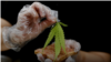 Thailand Resmi Izinkan Penggunaan Ganja