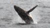 Australian Team Probes Southern Ocean in Deep-Water Earthquake Research 