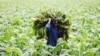 Tobacco Plants Found Capable of Producing Malaria Drug