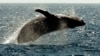 Report Urges Halt to Deep-Sea Metal Mining