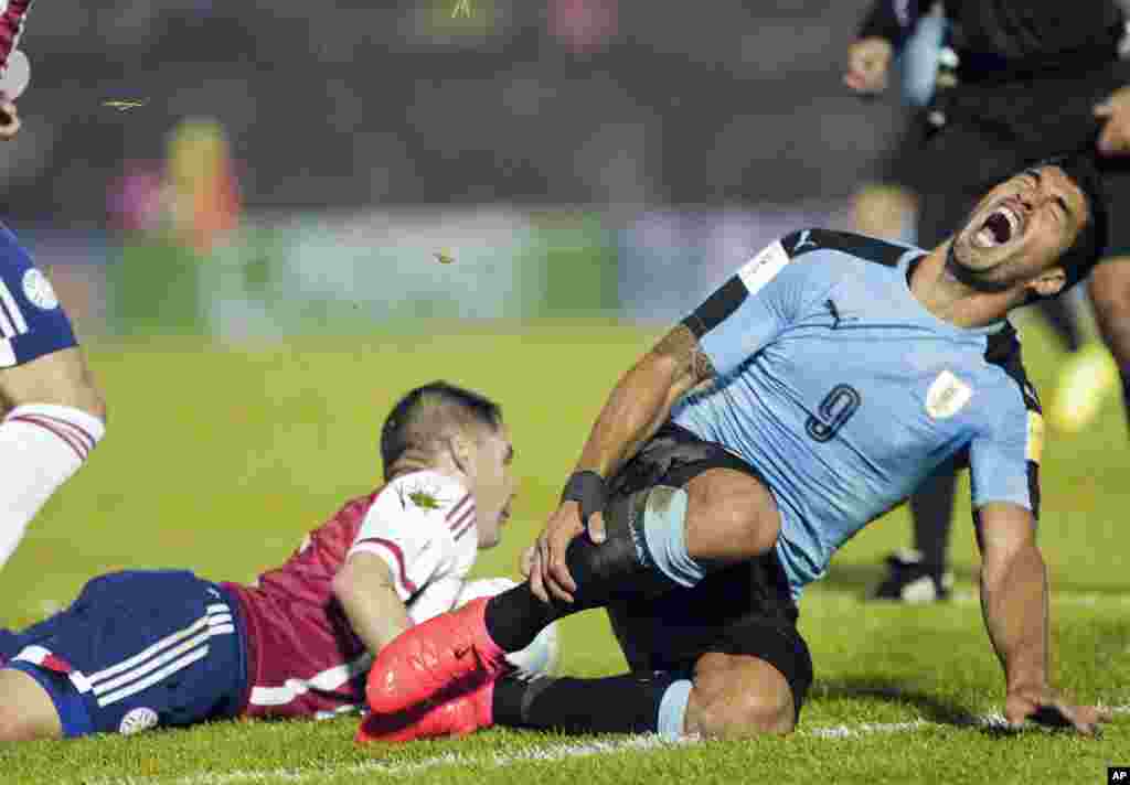 កីឡាករ Luis Suarez នៃប្រទេសអ៊ុយរូហ្គាយ ស្រែកក្នុងសភាពឈឺចាប់ បន្ទាប់ពីត្រូវបានធ្វើឲ្យដួលក្នុងតំបន់ប៉េណាំងទីអំឡុងពេលការប្រកួតជម្រុះពានរង្វាន់បាល់ទាត់ពិភពលោកឆ្នាំ ២០១៨ រវាងប្រទេសអ៊ុយរូហ្គាយ និងប៉ារ៉ាហ្គាយក្នុងក្រុងម៉ុងតេវីដេអូ ប្រទេសអ៊ុយរូហ្គាយ កាលពីថ្ងៃទី០៦ ខែកញ្ញា ឆ្នាំ២០១៦។ 