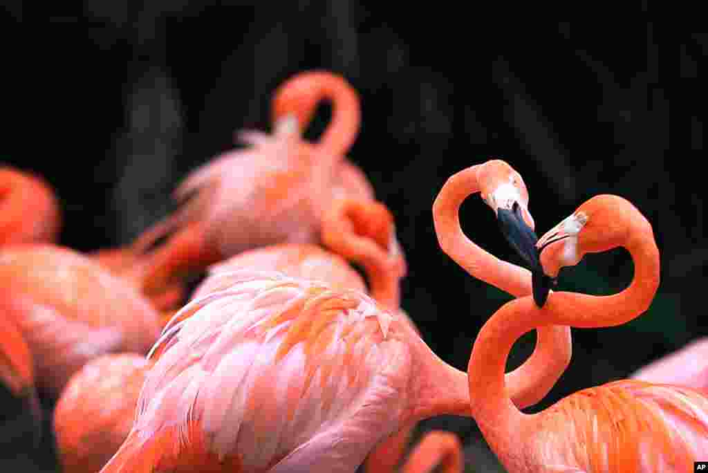 Flamingos stand in the flamingo pool, home to both the Caribbean and Chilean flamingos, at the Jurong Bird Park in Singapore.