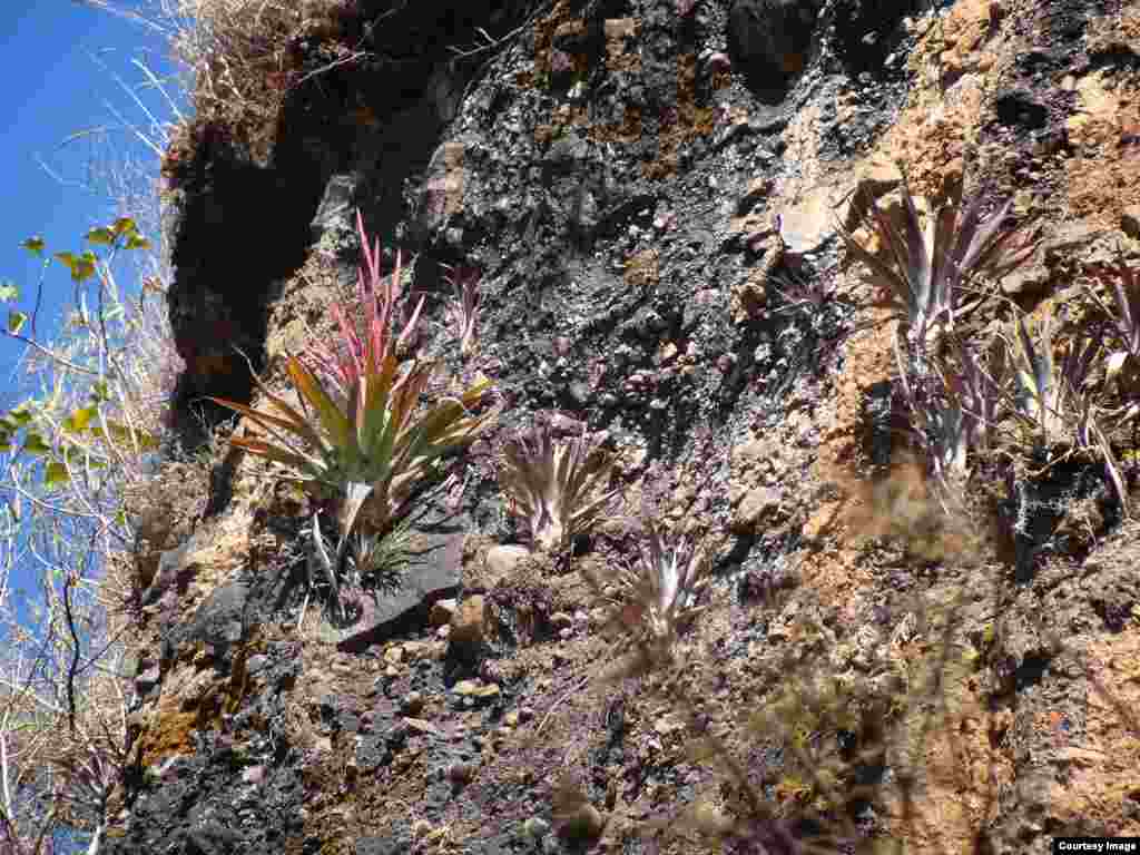 During Christmas celebrations in Mexico, this newly identified bromeliad, Tillandsia religiosa, is woven into colorful church displays. They flower from December to March. (A. Espejo)