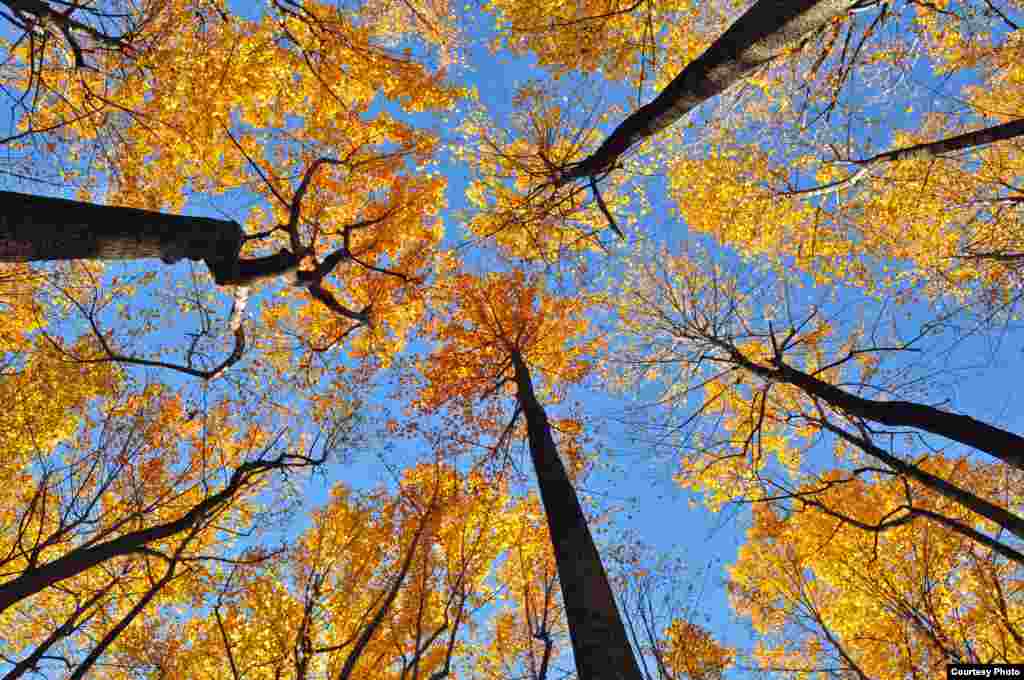 Warna daun yang menguning pada pohon-pohon di Taman Nasional Shenandoah di negara bagian Virginia, AS pada saat musim gugur.