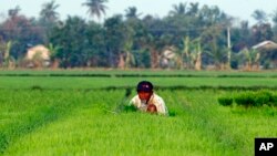A farmer works in a rice field in Naypyitaw, Myanmar, March 2, 2018.