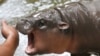 หมูเด้ง ฮิปโปเเคระ แห่งสวนสัตว์เปิดเขาเขียว