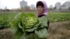 독일 NGO, EU 지원으로 북한서 새 종자 사업