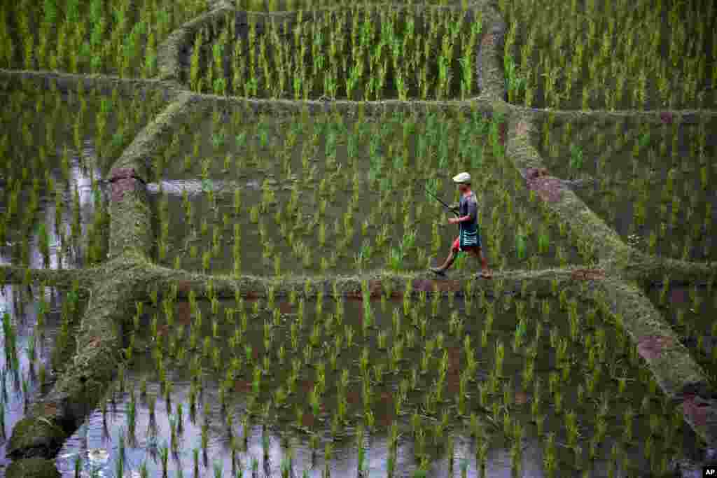 A tribal man walks with a fishing rod in a paddy field at Moronga village, along the Assam-Meghalaya state border, India. More than 70 percent of India's 1.25 billion citizens engage in agriculture.