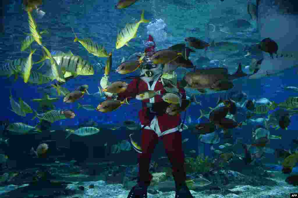 穿着圣诞老人服装的潜水员在马尼拉海洋公园的水族馆内喂鱼。香港也有类似照片，穿着圣诞老人服装的潜水员在香港海洋公园的水族馆内喂鱼。
