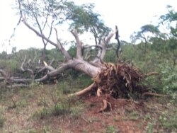 Lidale umonakalo omkhulu izulu koMatekenya eGwanda. (Photo: Albert Ncube)