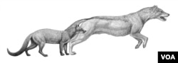 Sebuah ilustrasi menunjukkan anjing hesperocyonine yang sudah punah, Hesperocyon dan Sunkahetanka. (Foto: Mauricio Antón)