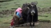 China Completes Controversial Nomad Relocation in Tibet