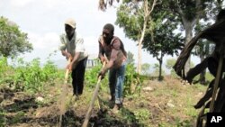 Farmers near Petit-Goâve, Haiti, prepare the soil for planting.