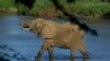 La Cites au secours des éléphants, pangolins et requins