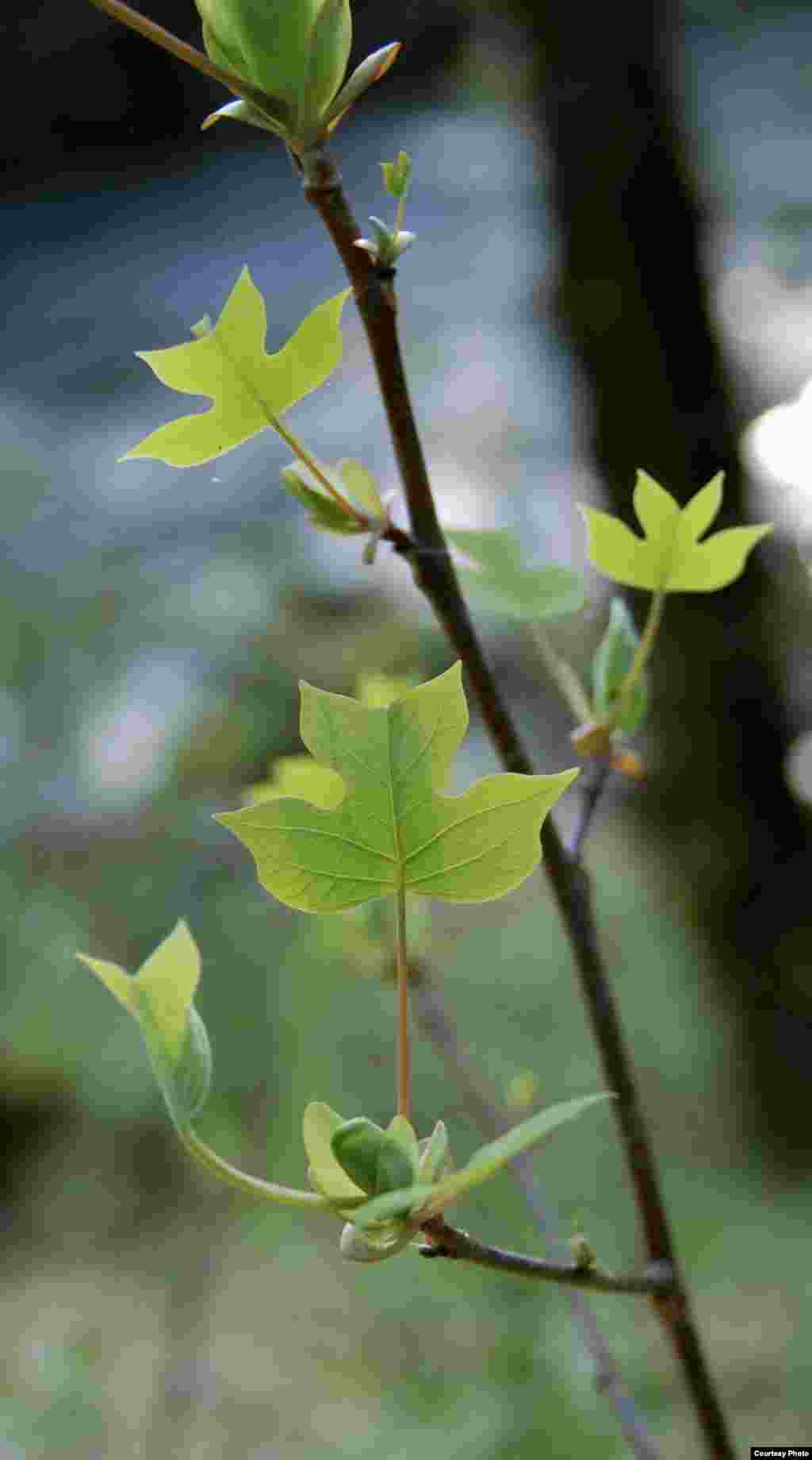 Newly emerged tulip poplar leaves in spring after winter frost at Joyce Kilmer Memorial Forest, Robbinsville, North Carolina. (Amy Zanne)