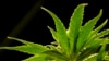 Tanaman ganja di sebuah yayasan yang memberikan ganja untuk keperluan medis di Egg Harbor Township, New Jersey, AS, 22 Maret 2019.