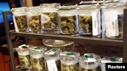 Beberapa varietas mariyuana yang dijual di pusat mariyuana medis di Denver, Colorado. (Foto: Reuters/Rick Wilking)