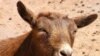 Goats Butt into US Livestock Picture