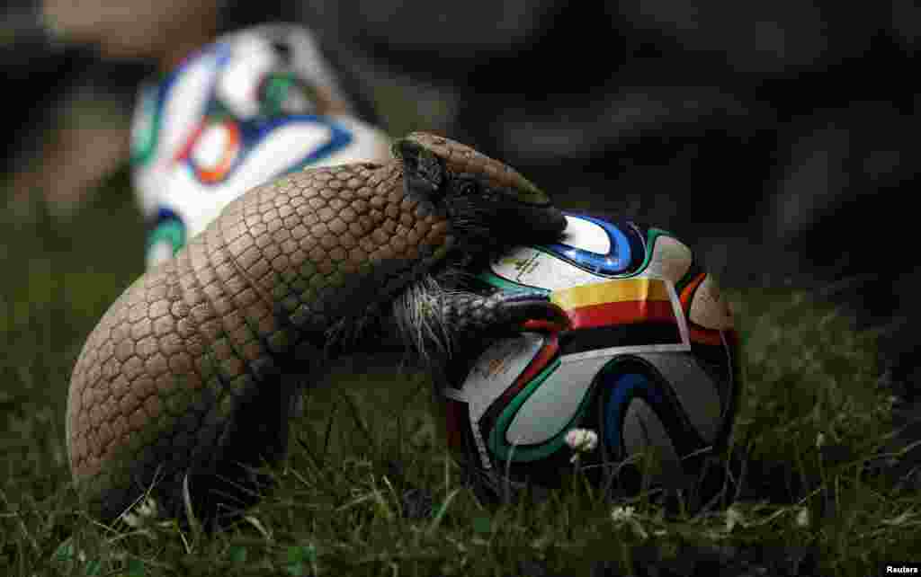 Seekor armadillo yang bernama Norman, oracle Piala Dunia Jerman, mendekati bola yang ditandai dengan bendera Jerman ketika ia membuat prediksi untuk tim pembuka pertandingan Piala Dunia melawan Portugal pada 16 Juni, di kebun binatang di kota bagian barat Muenster. 