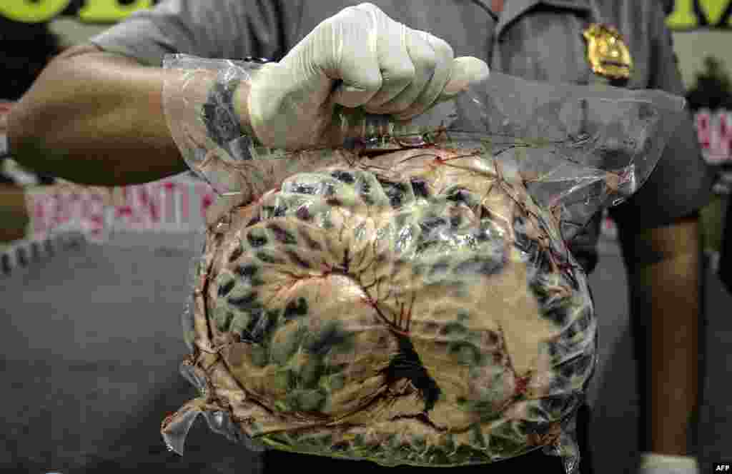 Indonesian police display one of the 657 dead and frozen pangolins in Surabaya, East Java, after thwarting the smuggling operations. The pangolins were smuggled out of their natural habitat in Badas village, in Jombang district to China and Taiwan for their meats, skinn and scales, according to the police.