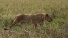 In this photo taken Saturday, Jan. 17, 2015, a lion walks in Serengeti National Park, west of Arusha, northern Tanzania. The park is the oldest and most popular national park in Tanzania and is known for its annual migration of millions of wildebeests, zebras and gazelles. (AP Photo/Mosa'ab Elshamy)