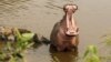 In this photo taken Sunday, Jan. 18, 2015, a hippo bathes in the Serengeti National Park, west of Arusha, northern Tanzania. The park is the oldest and most popular national park in Tanzania and is known for its annual migration of millions of wildebeests