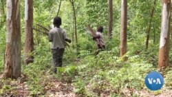 Sustainable Tree Farming Means Better Lives for Kenyan Farmers