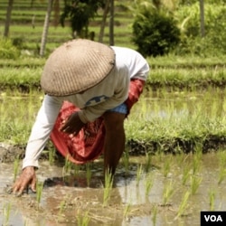 LSM meminta dana ketahanan pangan juga diberikan kepada petani kecil dalam bentuk subsidi yang mendukung profesi mereka, seperti subsidi benih dan pupuk.