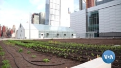 Above New York, a Giant Green Roof Tries to Reduce Carbon Footprint