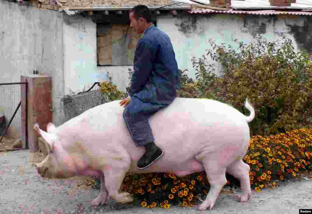 Farmer Zhang Xianping rides his pig "Big Precious" in Zhangjiakou, Hebei province, China, Nov. 2, 2015.