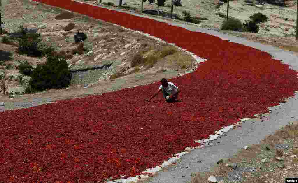 A farmer checks hot peppers laid out on a road to dry under the sun before selling them to factories in Kilis province, Turkey.