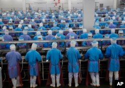 Workers peel shrimp at Thai Union factory in Samut Sakhon, Thailand. Facing international pressure for failing to stop human trafficking in its seafood sector, Thailand promised almost a year ago to compensate victims of slavery and industry leaders vowed to bring all fish processing in-house.