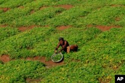 An Indian farmer on the outskirts of Bhubaneswar, India, Feb. 29, 2016.