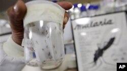 Penelitian terbaru memperlihatkan bahwa nyamuk yang terinfeksi malaria lebih tertarik pada bau manusia daripada nyamuk yang tidak terinfeksi(foto: Dok). 