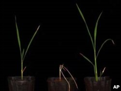 Two salt-tolerant rice varieties developed with the new methods. The parent variety, in the middle, is not salt-tolerant.