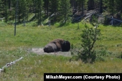 Before nearly being wiped out in the late 1880s, tens of millions of bison roamed across most of North America. Efforts to restore the population in Yellowstone began in 1902.