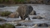 An elephant takes a drink as it cautiously crosses the Mara River in the Maasai Mara, Kenya, July 6, 2015. 