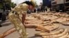 Alleged Ivory Trafficker Pleads Not Guilty