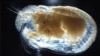 Scientists Discover Ancient Fossilized Giant Sperm