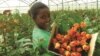የግብርና ምርት ወደ ዓለም ገበያ ለማቅረብ ከፈልጉ