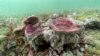 How a Small Stretch of Ocean Stirred a Conservation Movement