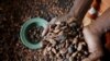 La détresse des producteurs ivoiriens de cacao