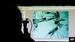 FILE - A natural resources officer looks through a microscope at Aedes aegypti mosquitoes in Pembroke Pines, Florida, June 28, 2016.