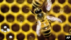 FILE - Honeybees are displayed at the Vermont Beekeeping Supply booth at the annual Vermont Farm Show in Essex Junction.